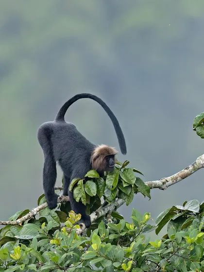 A Nilgiri Langur in motion, its long tail forming a graceful arc as it moves through the canopy.