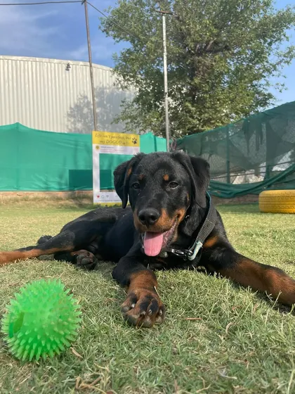 Rocco the Rottweiler puppy looking proud and happy after a good play session with his ball.