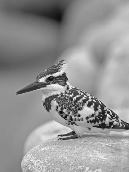 A black and white conversion of a Pied Kingfisher portrait. Stripping away the color emphasizes the intricate patterns and textures of its feathers.