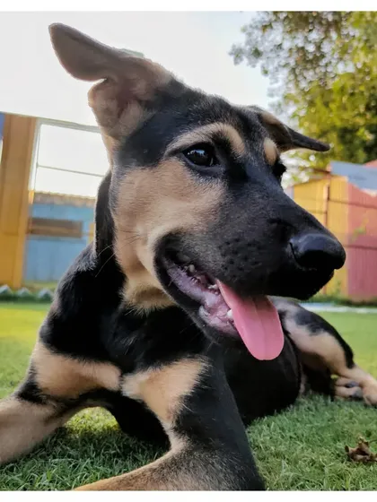 A happy pant from Daniel after a good run in the park. He is fully vaccinated, dewormed, and ready to bring endless fun and loyalty to his new family.