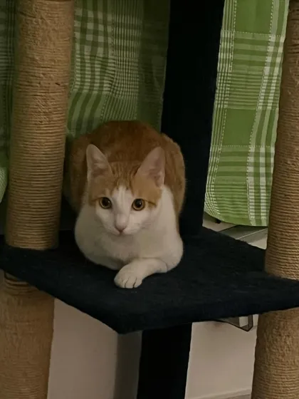 Puttu, queen of the castle, surveying her kingdom from the cat tree.