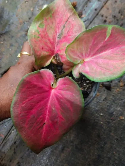 A beautiful pink Caladium with a green border.