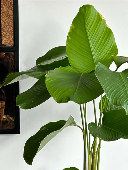 A close-up of a Calathea Lutea, also known as the Cigar Plant, used in a restaurant project. Its large, paddle-shaped leaves add a bold, tropical feel to the interior, making a dramatic statement.