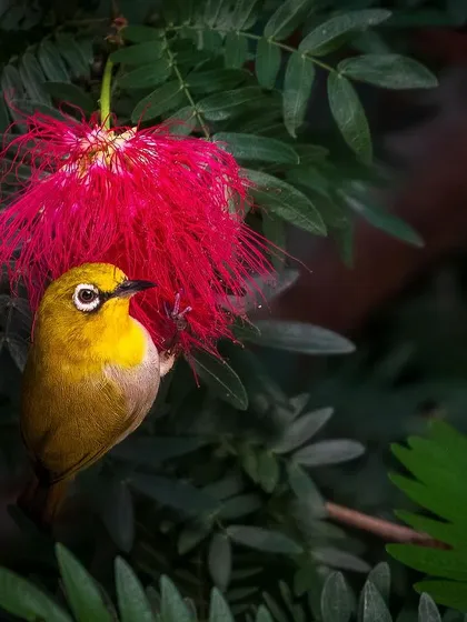A yellow Oriental White-eye perched beside a fluffy red powder-puff flower in Manali. The composition highlights the complementary colors and delicate interaction between bird and flora.