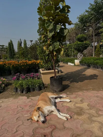 Humare nursery ka shaant mahaul dekhiye. Yahan aapko paudhon ke beech sukoon milega.