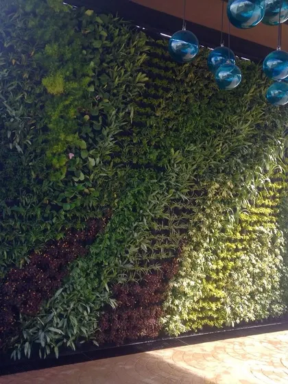 The completed outdoor green wall, a vibrant tapestry of foliage that completely transforms the building's facade.