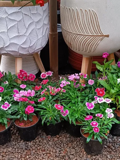 A beautiful bed of pink Dianthus flowers next to our stylish planters with wooden legs.