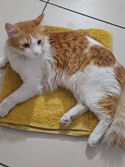 This is the goal: a happy, healthy, and relaxed cat in a loving home. Milo, a handsome one-year-old, is neutered, vaccinated, and ready to be a perfect companion. Sterilization helps cats live longer, calmer lives.