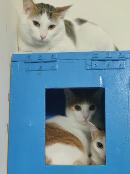 Sammy's Nest - Home Boarding for Small Pets Happy Cats: Our Boarding Guests photo 70