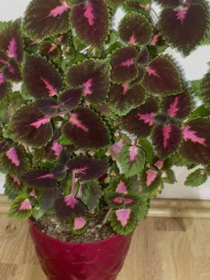 A Coleus plant with darker, richer tones of purple and pink. These are great for adding a pop of non-flowering color to your collection.