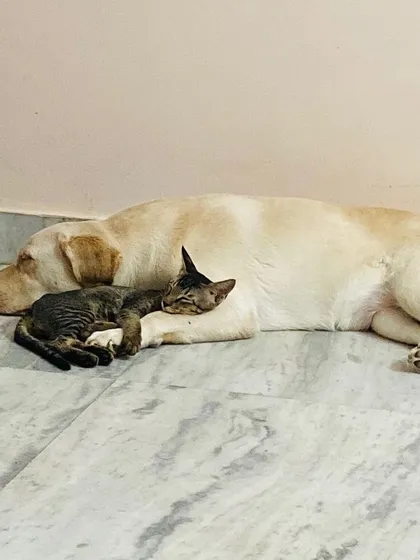 A quiet moment of friendship between Dabbu, my resident Labrador, and a little tabby cat. They often sleep like this, proving that dogs and cats can be the best of friends in a calm and happy home.