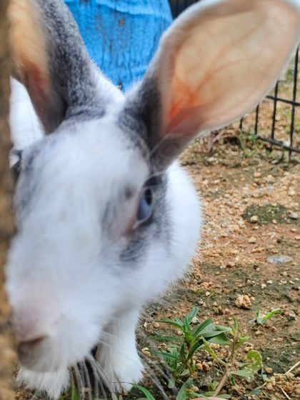 Potlu peeking from behind a tree stump. She loves to play hide and seek.