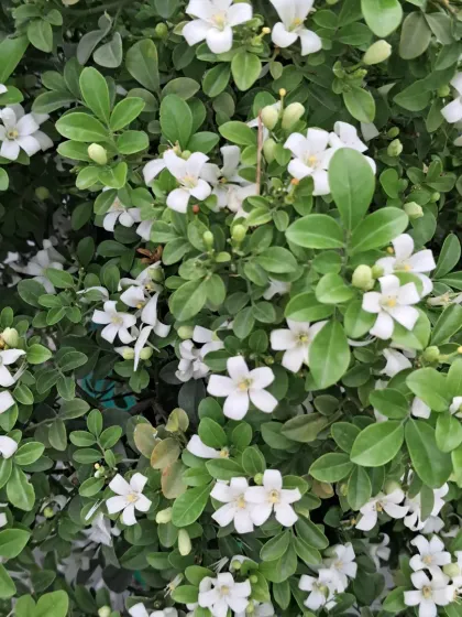 Bhardwaj - Urban Gardening Consultation A Riot of Colorful Flowers photo 31