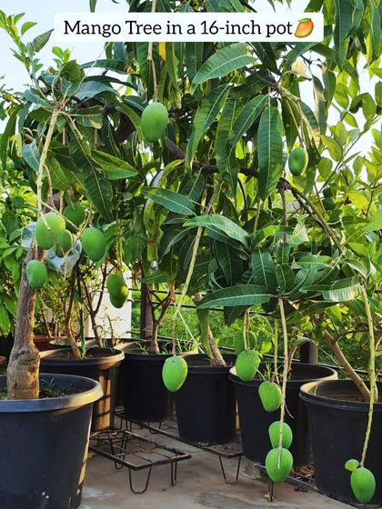 Sushma Reddy - Urban Gardening Coaching My Terrace Fruit Forest photo 19
