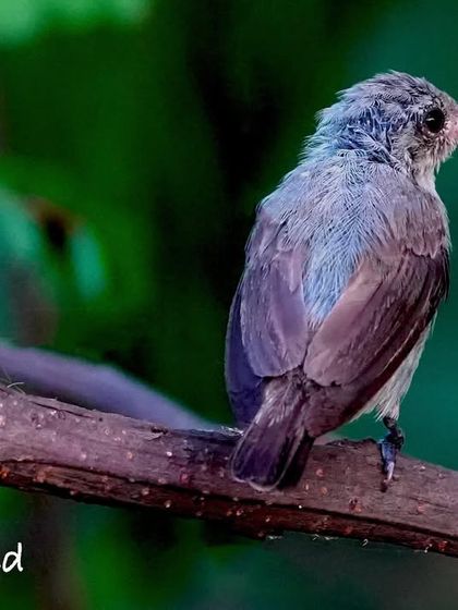 The Pale-billed Flowerpecker is one of India's smallest birds. Getting a clear shot of this tiny, swift creature is incredibly difficult but so rewarding.