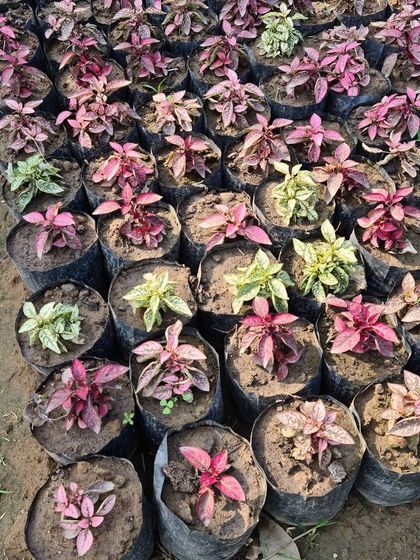 Urban Green Nursery - Wholesale Plant Nursery Lush Indoor & Foliage Plants photo 10