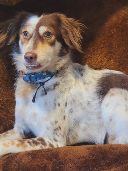 A spotted Spaniel mix, looking a bit goofy and very lovable.