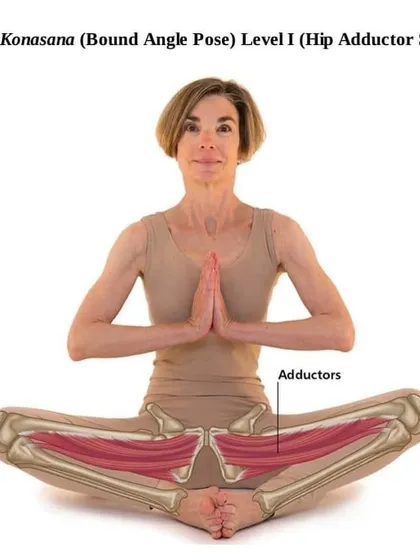 Understanding anatomy deepens your practice. This graphic shows the hip adductor muscles engaged during Baddha Konasana (Bound Angle Pose), a key pose for pelvic opening.