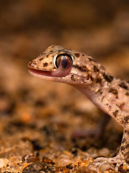 A macro shot of a gecko on the sandy ground of the Desert National Park. Its intricate skin pattern and large, detailed eye are the focus of this image.