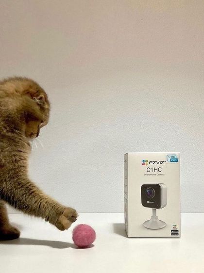 Another great shot showing how our smart home cameras can help you keep an eye on your pets. The EZVIZ C1HC is small enough to be placed anywhere.