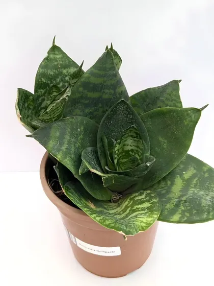 The Sansevieria, or Snake Plant, is a cornerstone of our low-maintenance designs. This variety has a compact, bird's nest shape and is exceptionally hardy and effective at purifying the air, making it perfect for bedrooms and offices.