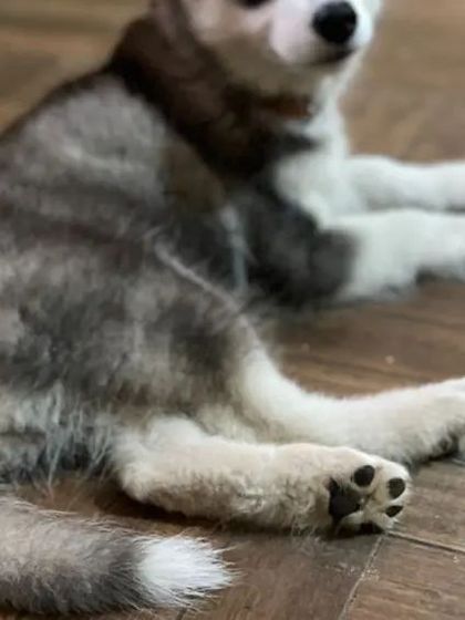 Snugglys Paw House - Pet Daycare The Paw House: Cozy Indoor Comforts photo 20