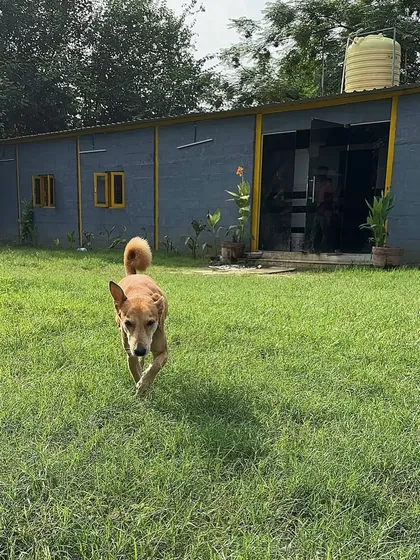 The layout of our farm ensures safety and freedom. Here you can see the sturdy building and the vast green lawn where dogs spend their day.