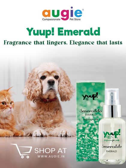 Augie Pets - Pet Supplies Spa Day at Home: Gentle Grooming Essentials photo 16