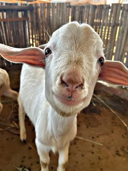 Say hello to one of our friendliest residents. This close-up of our smiling goat captures the gentle and welcoming spirit of our petting zoo, a favorite spot for kids and adults alike.