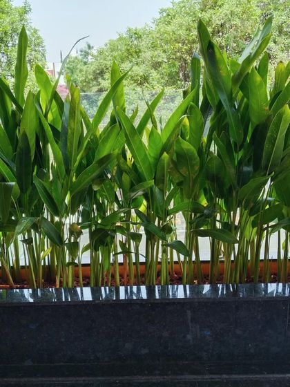 A dense planting of heliconia, their upright green leaves creating a modern and tropical screen.