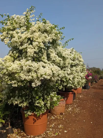 Large Bougainvillea plants in full bloom. These are a fantastic choice for creating lush, flowering features in sunny locations, and I always look for the healthiest, most prolific specimens.