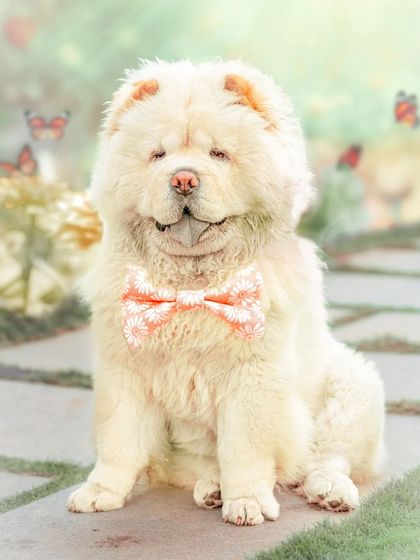This fluffy Chow Chow looks like a real-life teddy bear. Using soft, airy lighting, I captured a dreamy, gentle portrait that highlights the breed's unique, cuddly appearance.