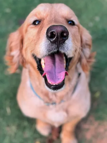 The happy face of Zorro. His progress is a testament to his family's dedication and our consistent training methods.