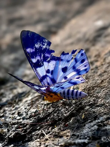 A stunning Blue Tiger Moth resting on a rock. Its iridescent blue wings are damaged, a reminder of the daily struggles for survival in the wild.
