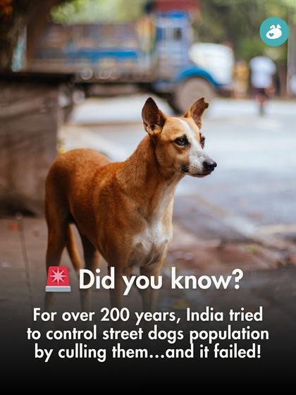 The Pack - Pet Parent Education & Workshops Awaara Nahi, Humara Hai: Community Dog Advocacy photo 26