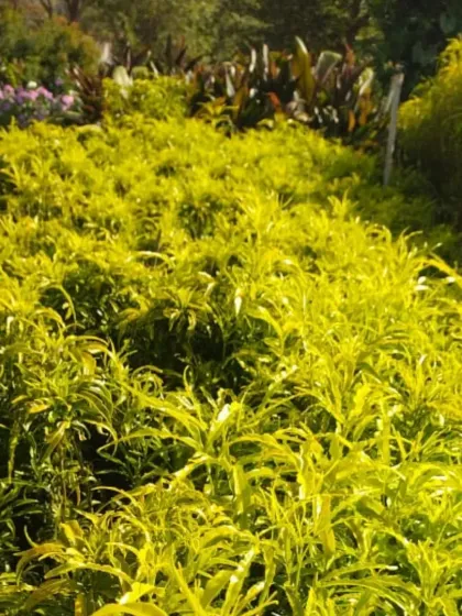 A field of Golden Euodia plants in the nursery.