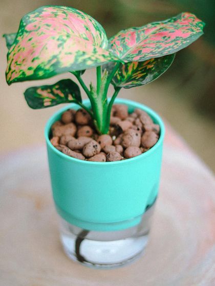 A close-up of the vibrant turquoise self-watering planter. The Aglaonema's pink and green leaves pop against the bright color, making it a cheerful addition to your collection.