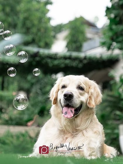 Pragalbh - Fine Art Pet Photography Outdoor Adventures photo 10