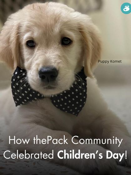 The Pack - Online Pet Parent Community The Fun Side of Pet Parenting photo 15