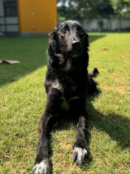 The handsome Shifu, looking happy and healthy after his stay with us.