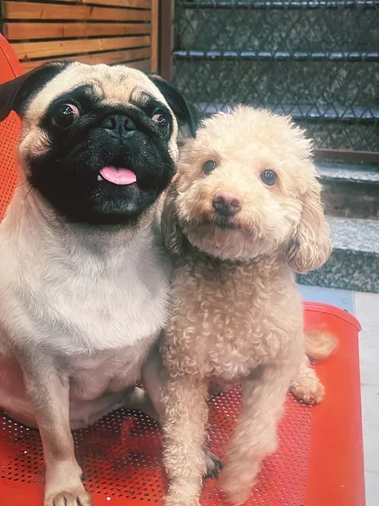 Best friends forever. This adorable duo, a Pug and a Poodle, love posing for the camera. It’s so heartwarming to see the friendships that form between the pets who stay with me.