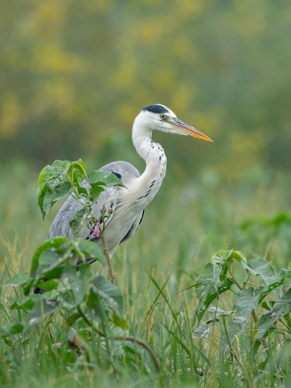 A Grey Heron standing tall in the lush green grass, patiently waiting for prey.