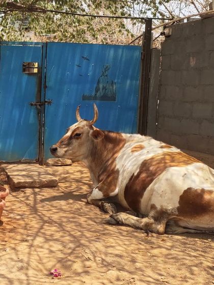 Wagg City - Animal Adoption Services The Wagg City Crew: All Creatures Welcome photo 8