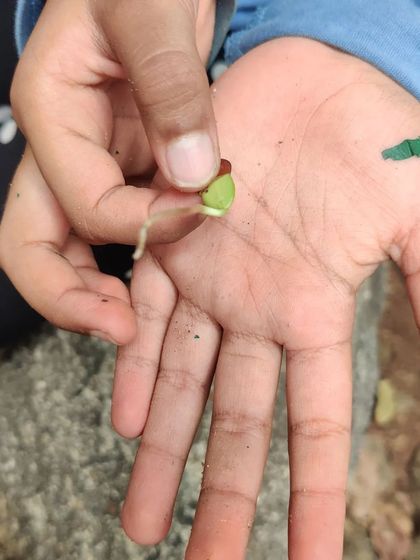 The Earth School - Nature & Community Engagement Programs City Explorers: Discovering Bangalore's Green Spaces photo 12
