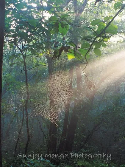 Photography is the art of painting with light. It took me two years to find this perfect frame in Mumbai's own national park, where morning sunbeams slice through the canopy to illuminate a spider's web. I teach you how to see and capture this interplay of light and life.