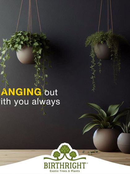 Like good friends, these hanging plants are always there to hang out with you. They are a perfect gift to celebrate a lasting bond.