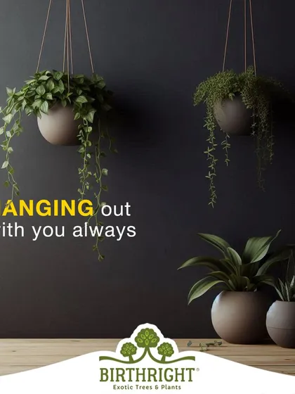 Like good friends, these hanging plants are always there to hang out with you. They are a perfect gift to celebrate a lasting bond.