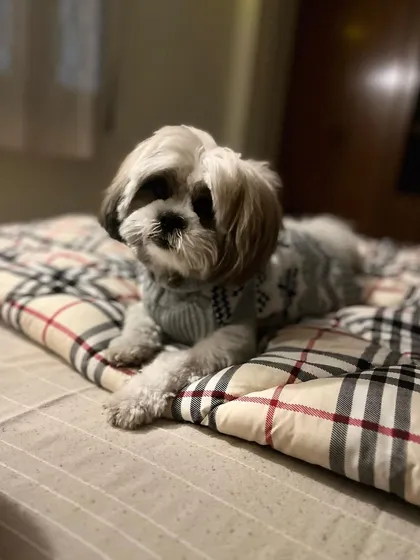Bambi the Shih Tzu, all cozy in his sweater and ready for a nap on a comfy duvet. I make sure every dog feels warm, safe, and loved during their stay.