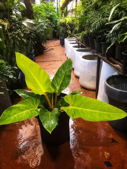 Add a pop of lime to your indoor garden with the gorgeous Philodendron Melinonii Gold. Its bright, golden-green leaves are perfect for adding color to a shady spot.