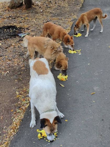 The Viman Sena is growing. It's amazing to see them all lined up, enjoying their meal. Every dog fed is a small victory against hunger on the streets.